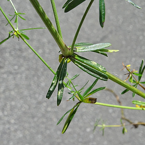 Gelblichweisses Labkraut / Galium x pomeranicum